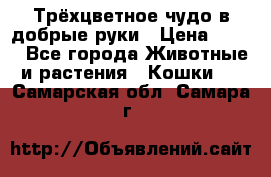 Трёхцветное чудо в добрые руки › Цена ­ 100 - Все города Животные и растения » Кошки   . Самарская обл.,Самара г.